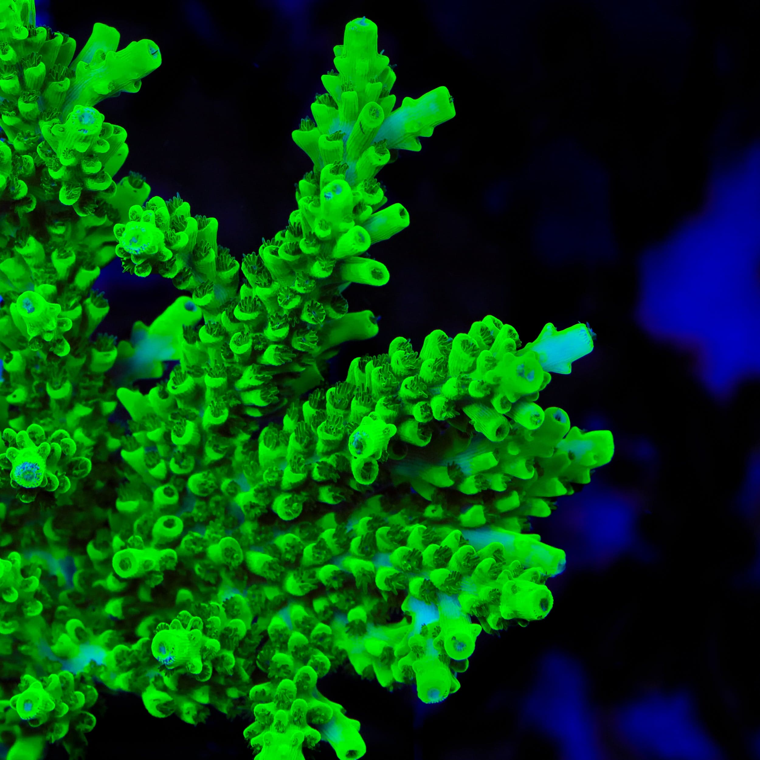 TSA Yoda Acropora XL Frag Coral