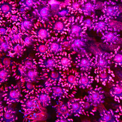 TSA Zesty Goniopora Coral