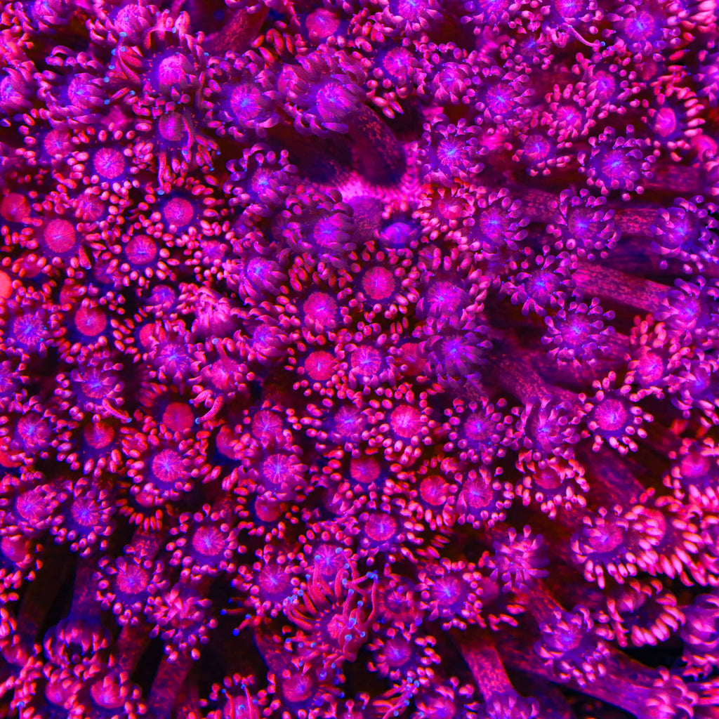 TSA Zesty Goniopora Coral