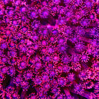 TSA Zesty Goniopora Coral