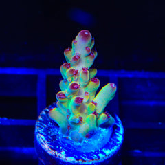 Tusi's Rainbow Granulosa Acropora Coral