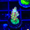 Tusi's Rainbow Granulosa Acropora Coral