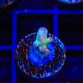 Tusi's Rainbow Granulosa Acropora Coral