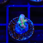 Tusi's Rainbow Granulosa Acropora Coral