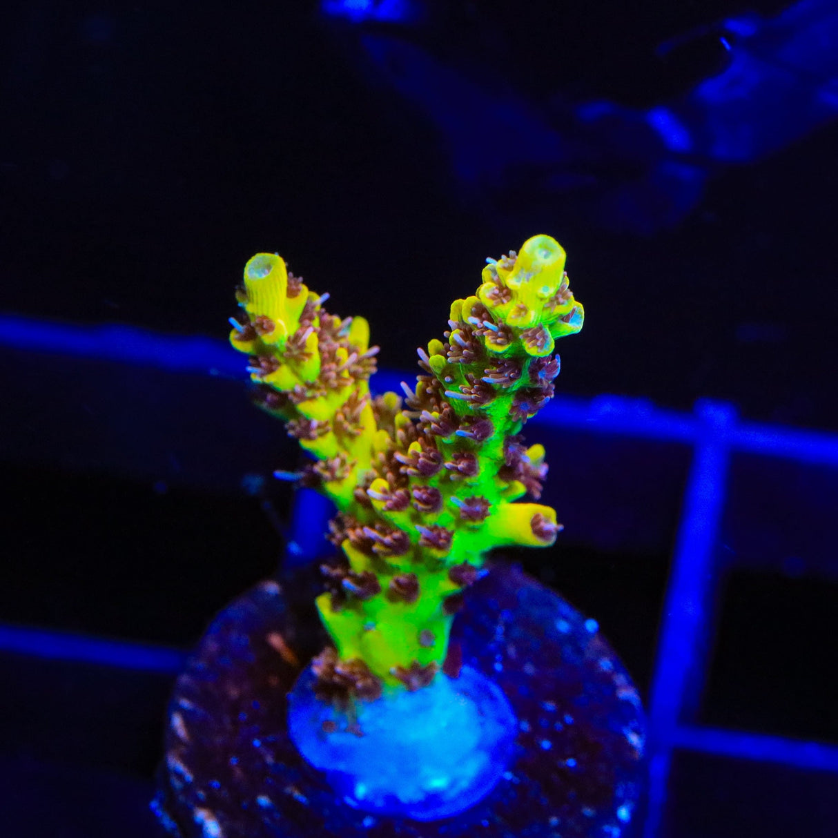 Tyree Pink Lemonade Acropora Coral