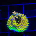 Tyree Pink Lemonade Acropora Coral