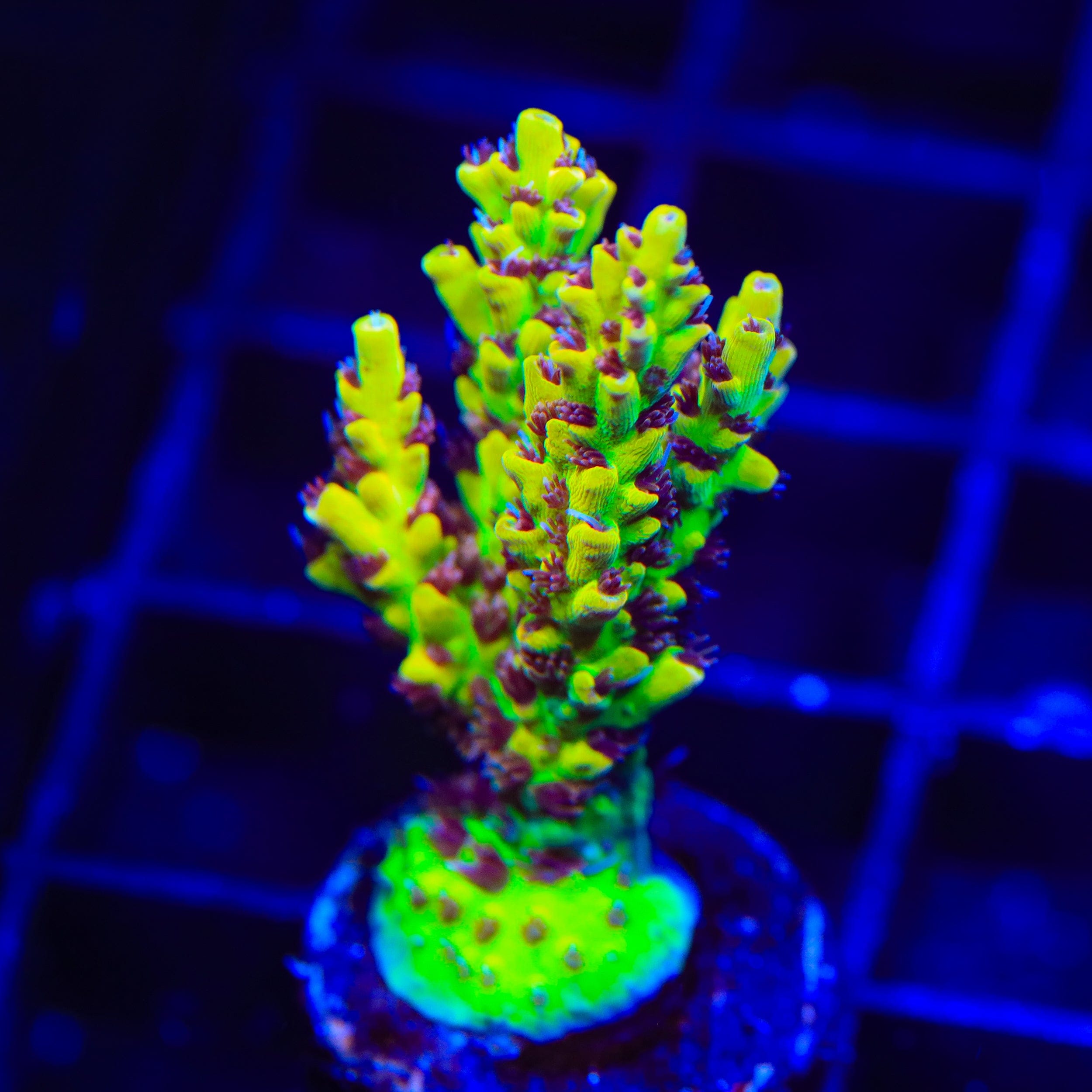 Tyree Pink Lemonade Acropora Coral