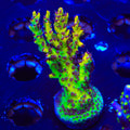 Tyree Pink Lemonade Acropora XL Frag Coral