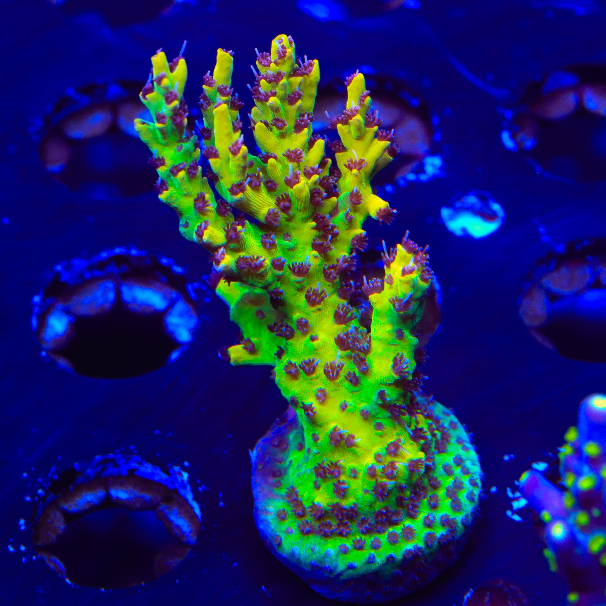 Tyree Pink Lemonade Acropora XL Frag Coral