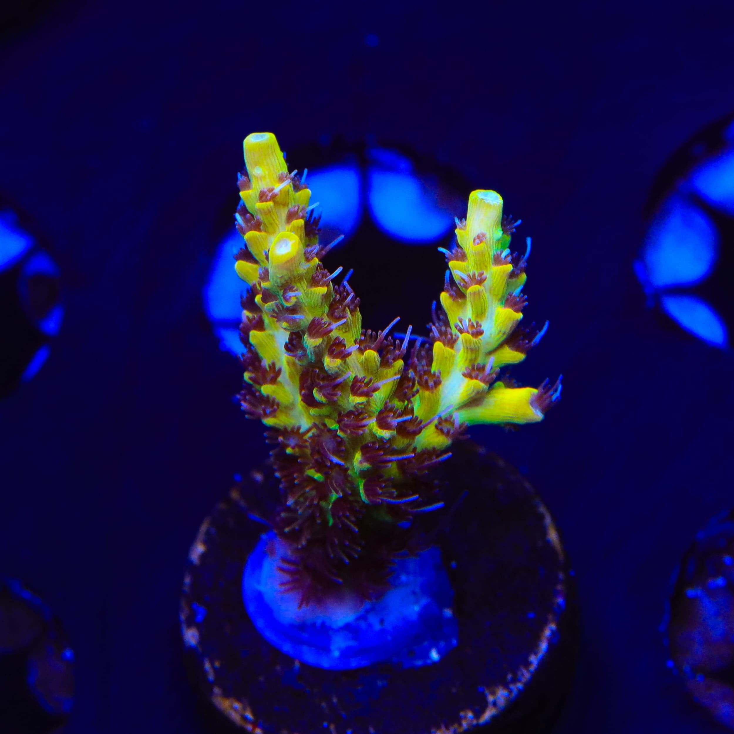 Tyree Pink Lemonade Acropora XL Frag Coral