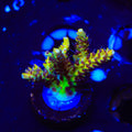 Tyree Pink Lemonade Acropora XL Frag Coral