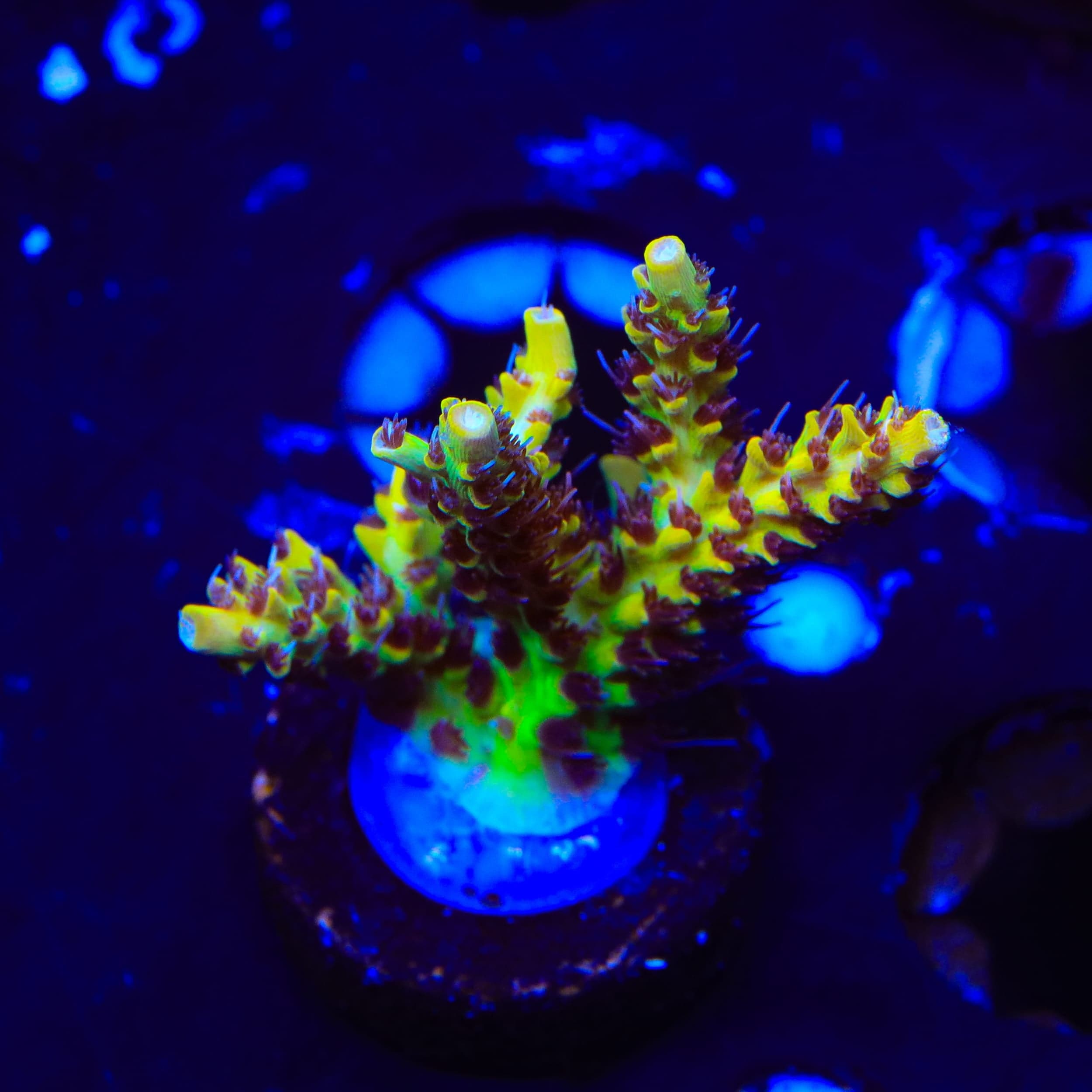 Tyree Pink Lemonade Acropora XL Frag Coral