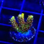 Tyree Pink Lemonade Acropora XL Frag Coral