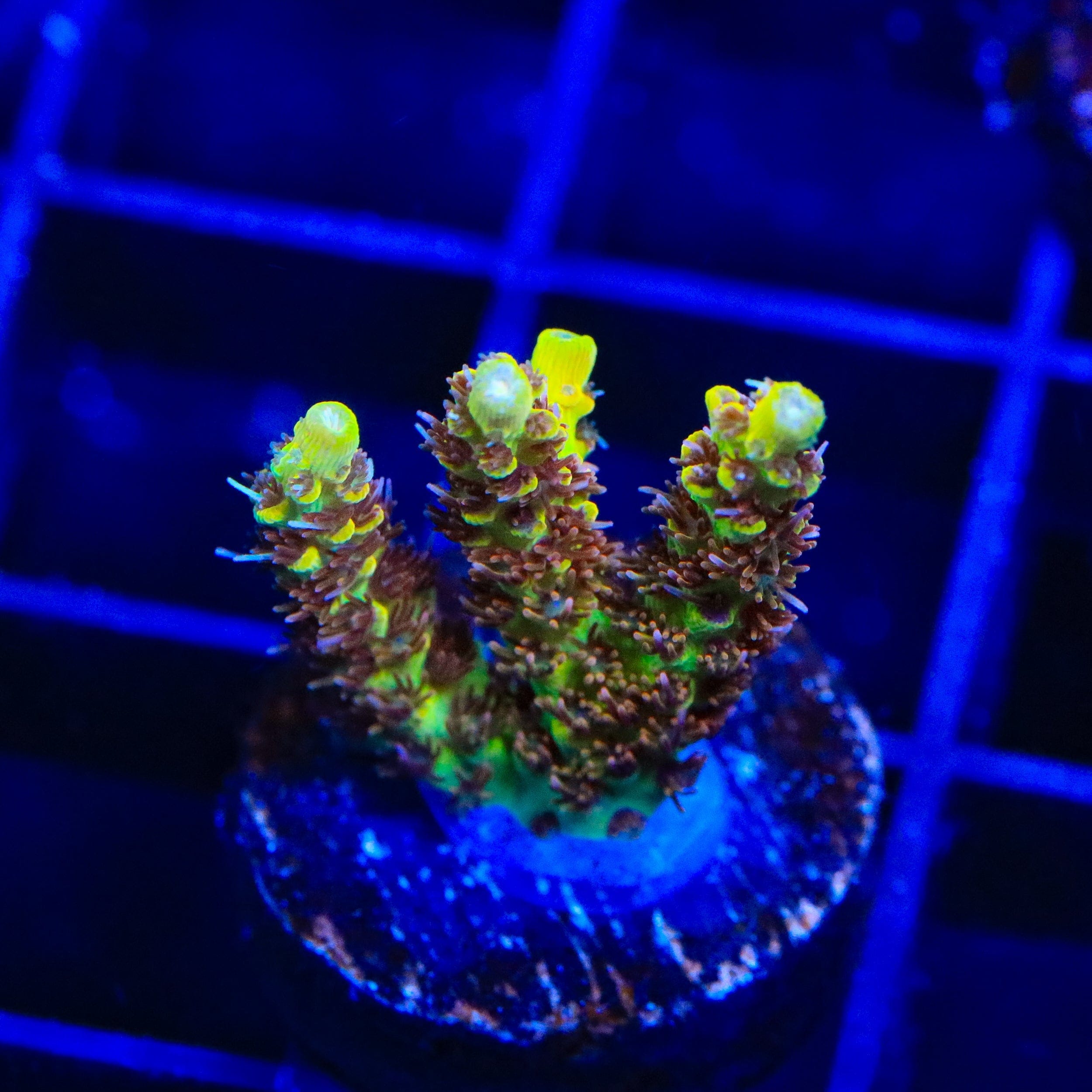 Tyree Pink Lemonade Acropora XL Frag Coral