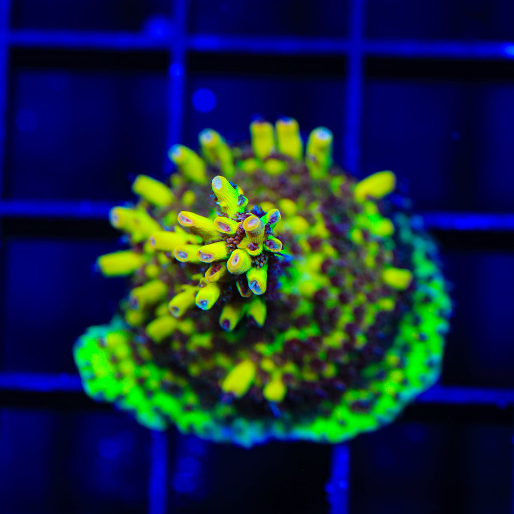 Tyree Pink Lemonade Acropora XL Frag Coral