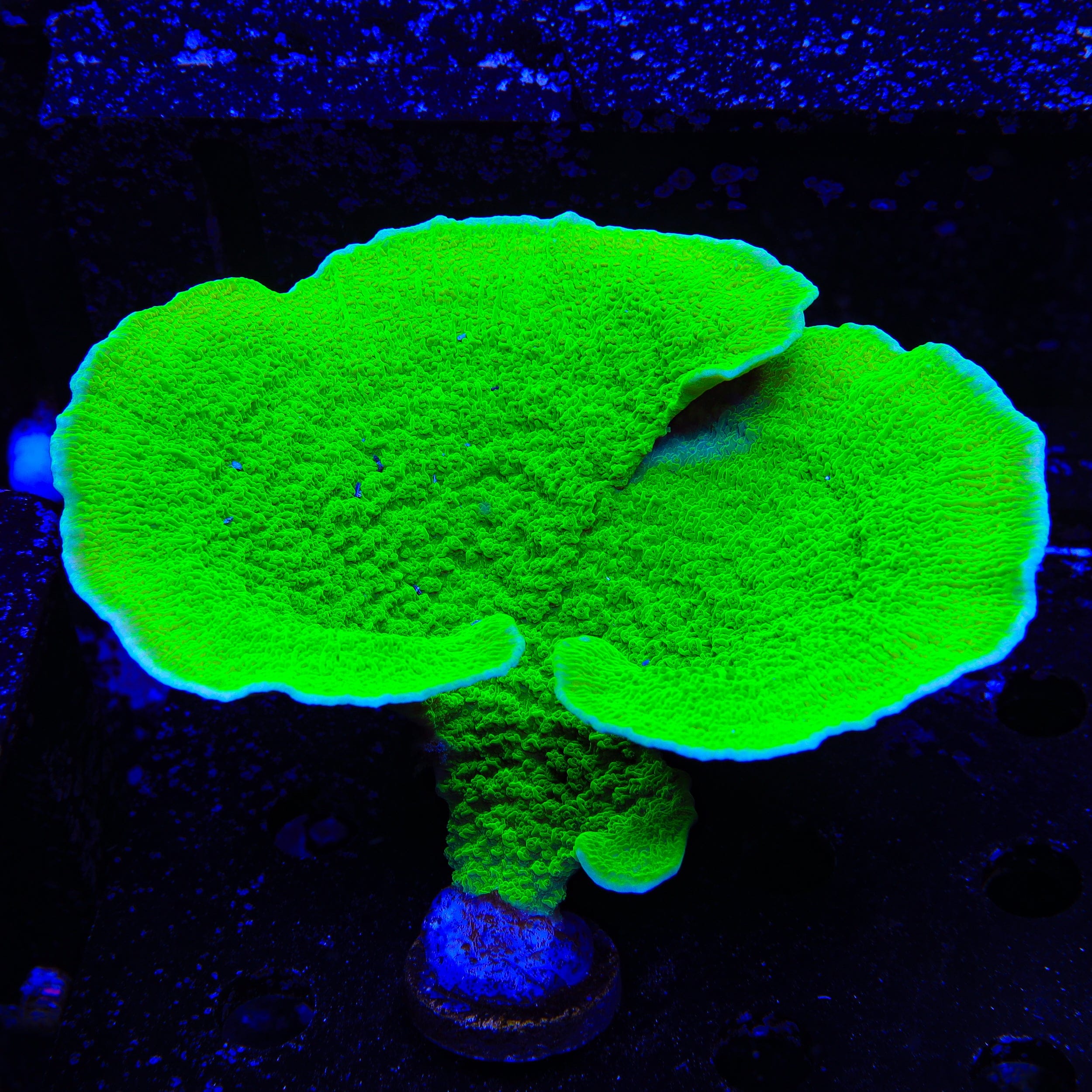 Tyree Toxic Aequituberculata Montipora Cap Colony Coral