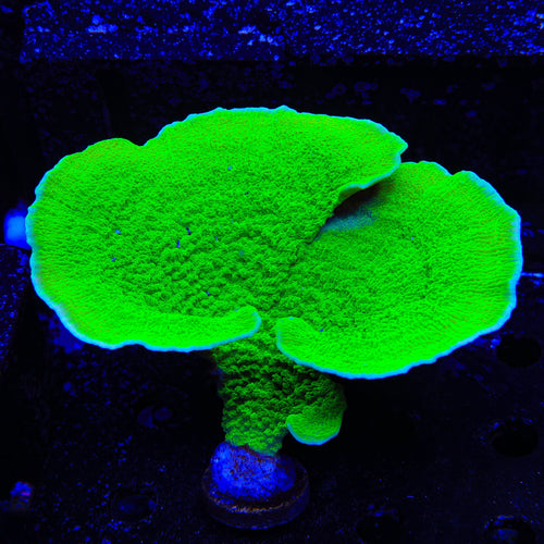 Tyree Toxic Aequituberculata Montipora Cap Colony Coral