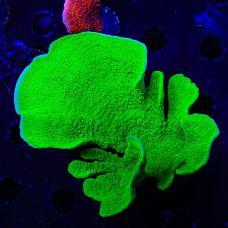 Tyree Toxic Aequituberculata Montipora Cap XL Frag Coral