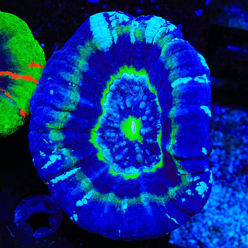 UFO Scolymia Coral