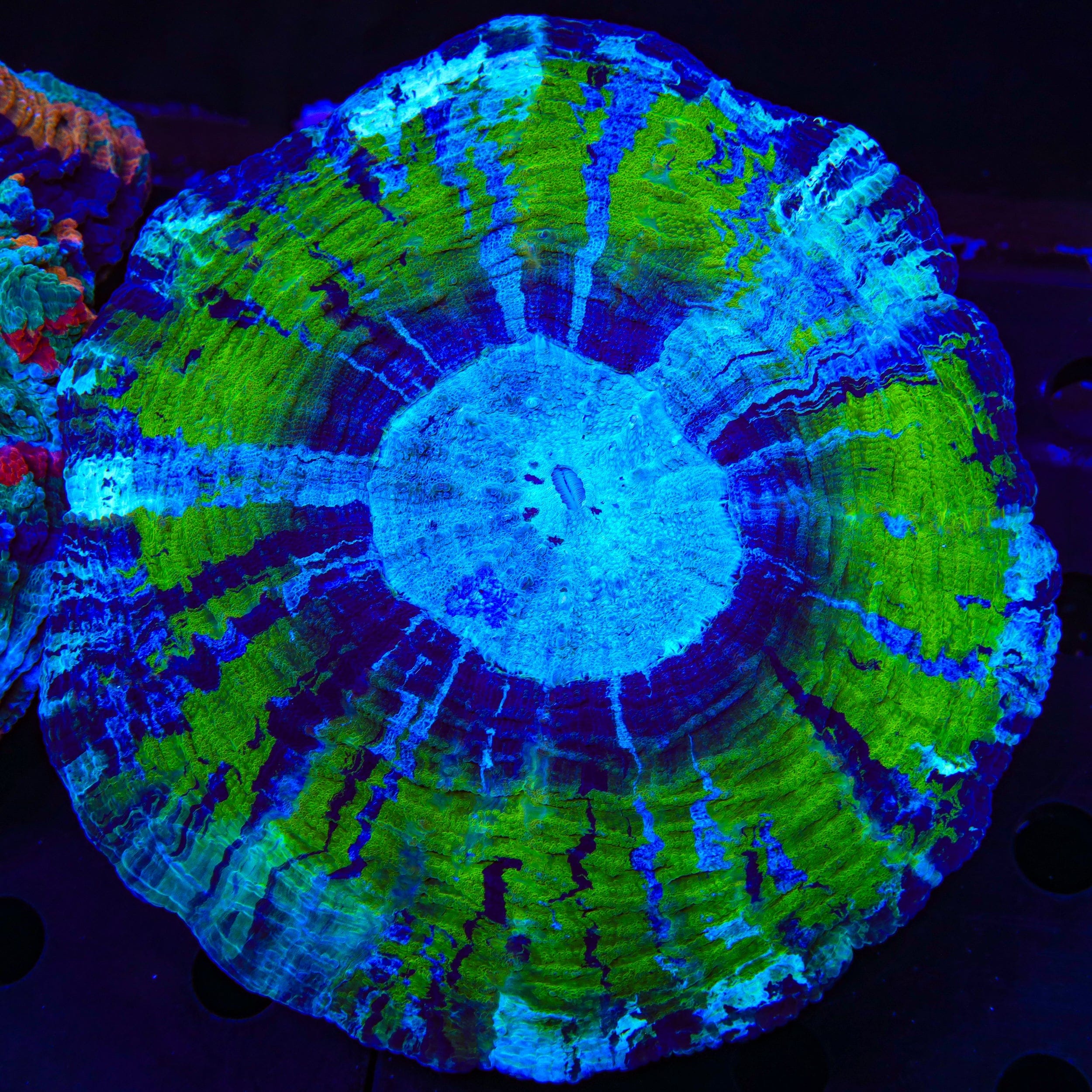 Ultra Acanthophyllia Coral