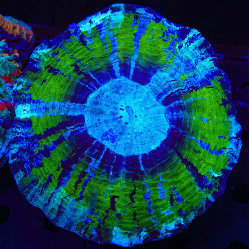 Ultra Acanthophyllia Coral