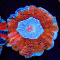 Ultra Acanthophyllia Coral