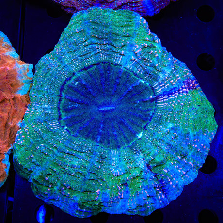 Ultra Acanthophyllia Coral