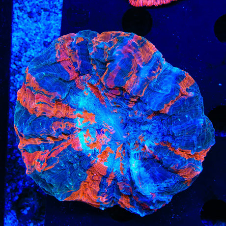 Ultra Acanthophyllia Coral