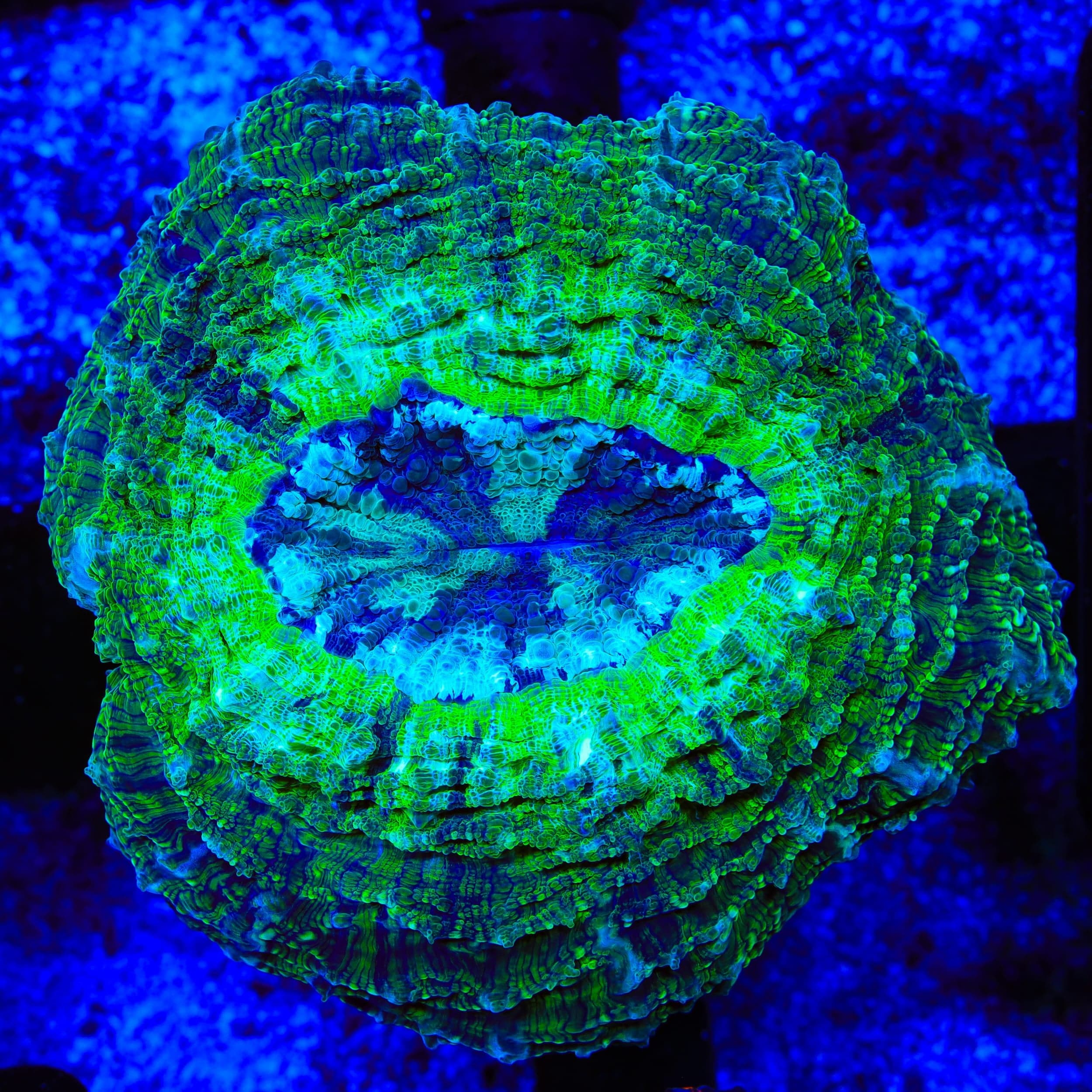 Ultra Acanthophyllia Coral