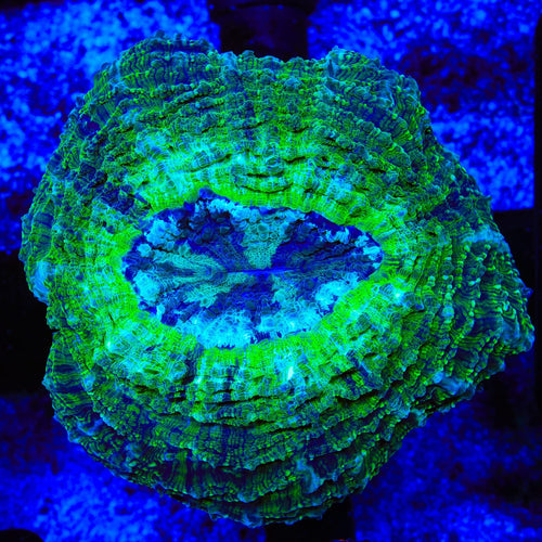 Ultra Acanthophyllia Coral