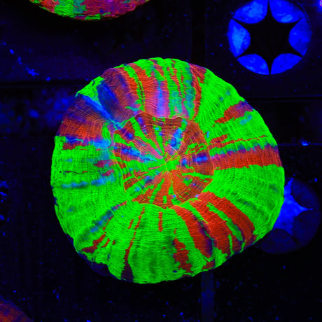 Ultra Bleeding Apple Scolymia Coral