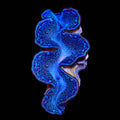 Ultra Blue Maxima Clam 2"