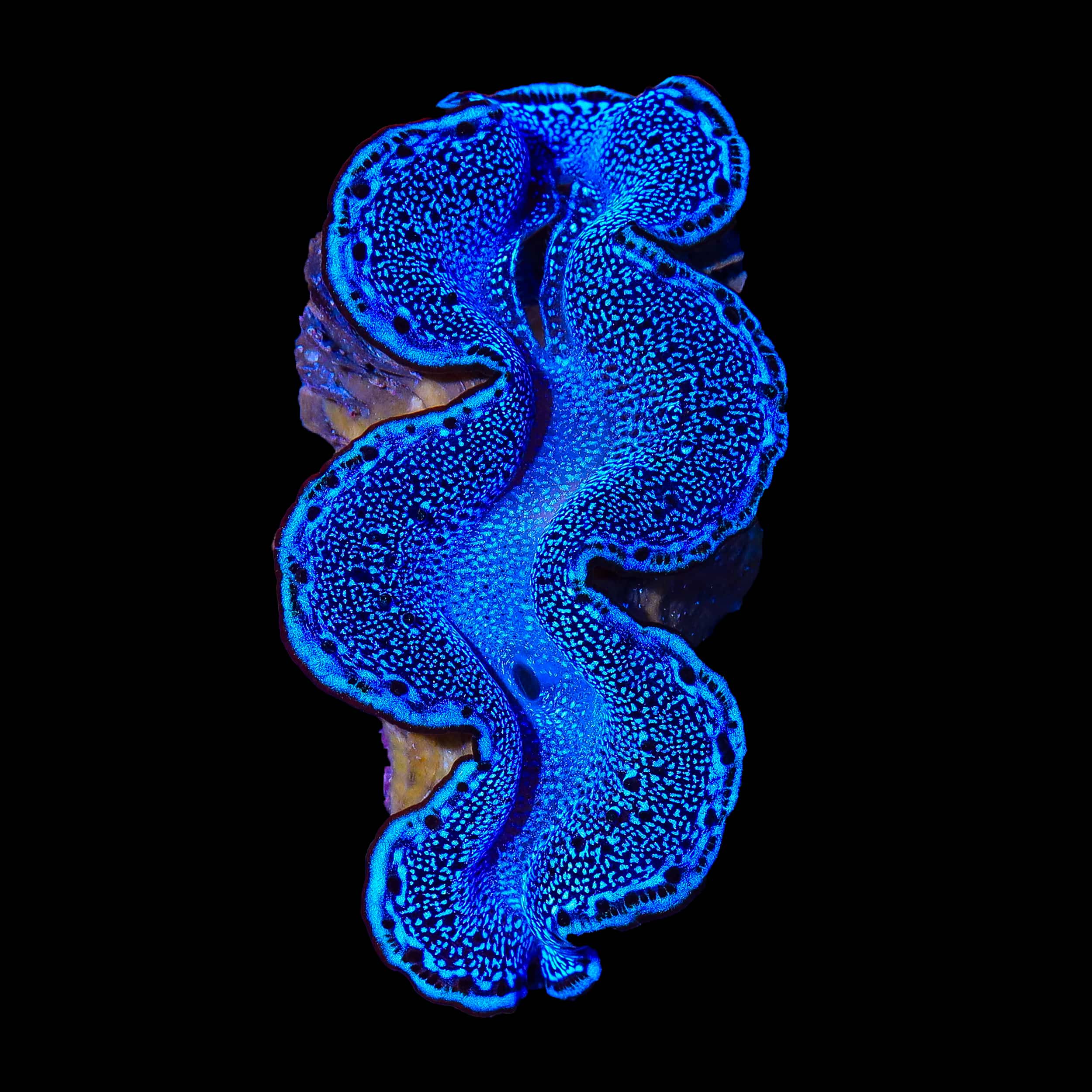 Ultra Blue Maxima Clam 2"