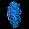 Ultra Blue Maxima Clam 2"