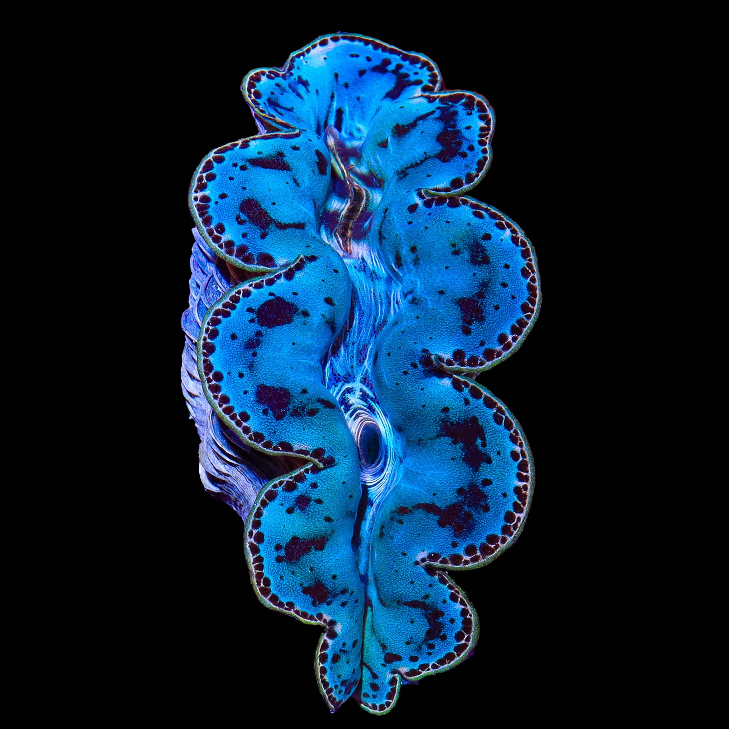 Ultra Blue Maxima Clam 2"