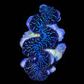 Ultra Blue Maxima Clam 2"