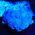 Ultra Bubble Coral
