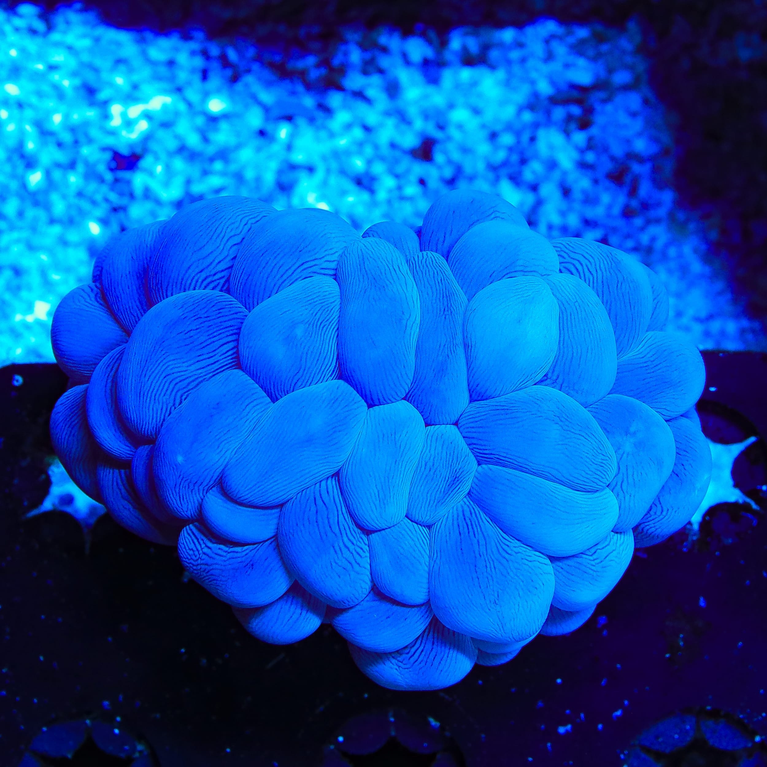Ultra Bubble Coral