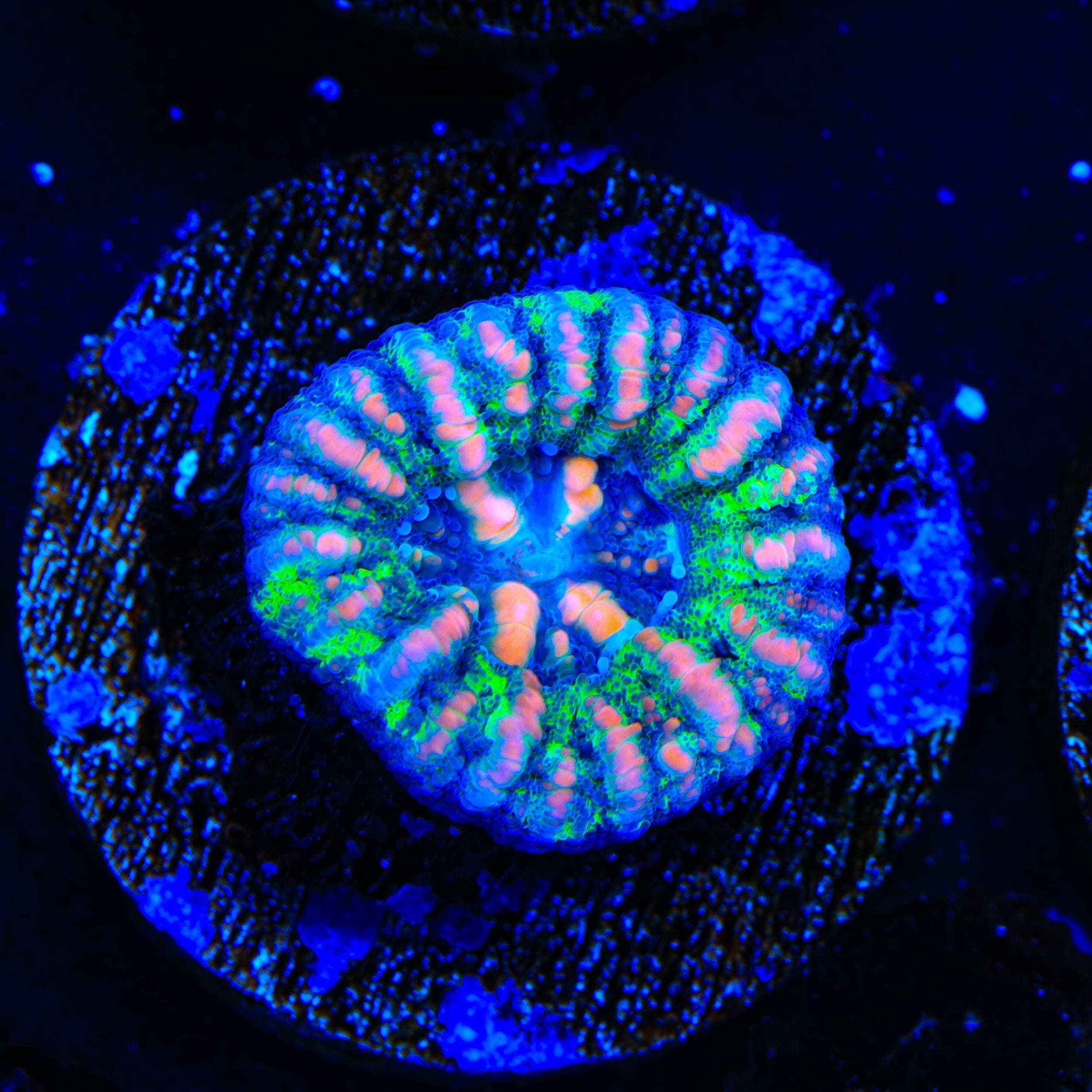 Ultra Button Scolymia Coral