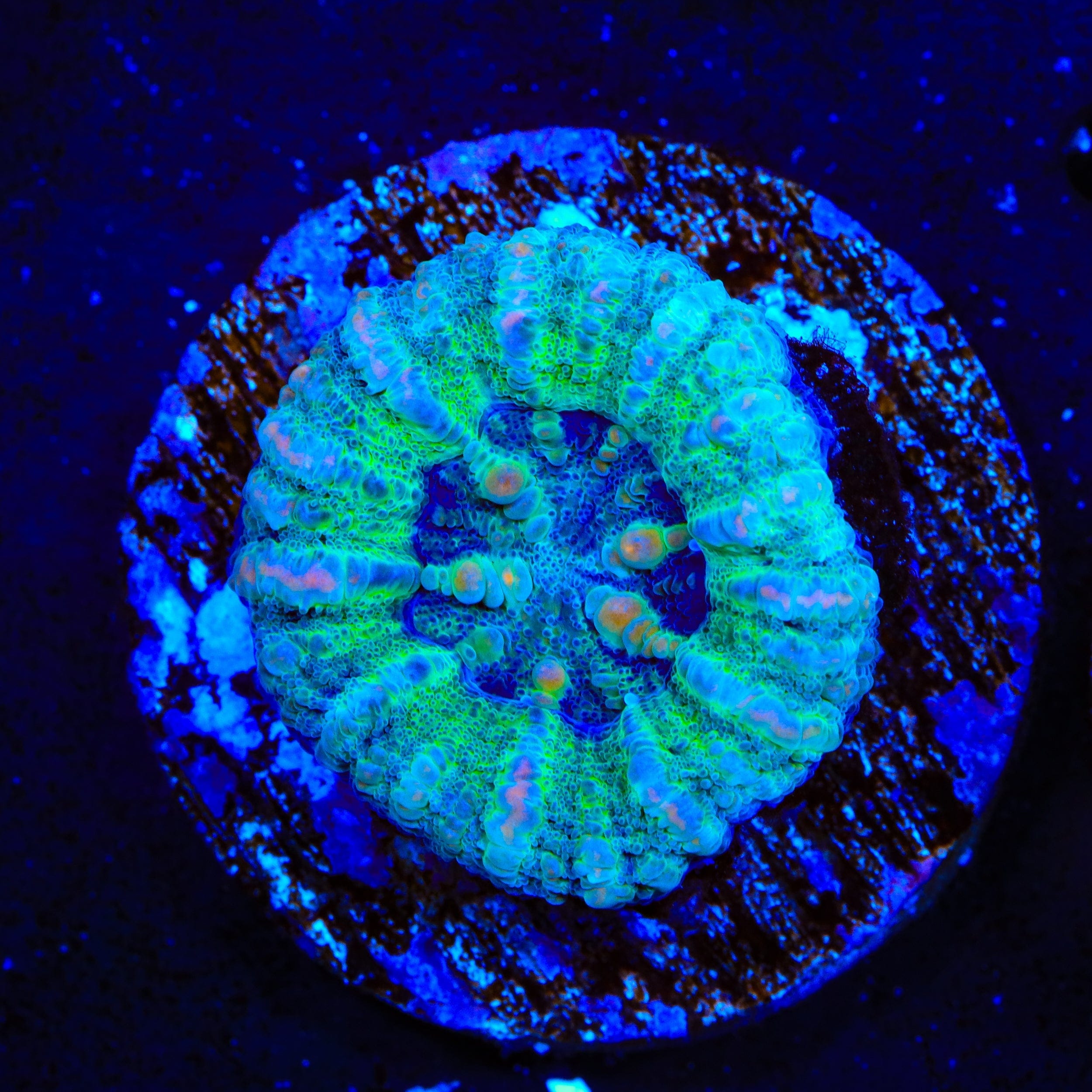 Ultra Button Scolymia Coral