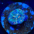 Ultra Button Scolymia Coral