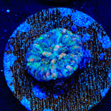Ultra Button Scolymia Coral