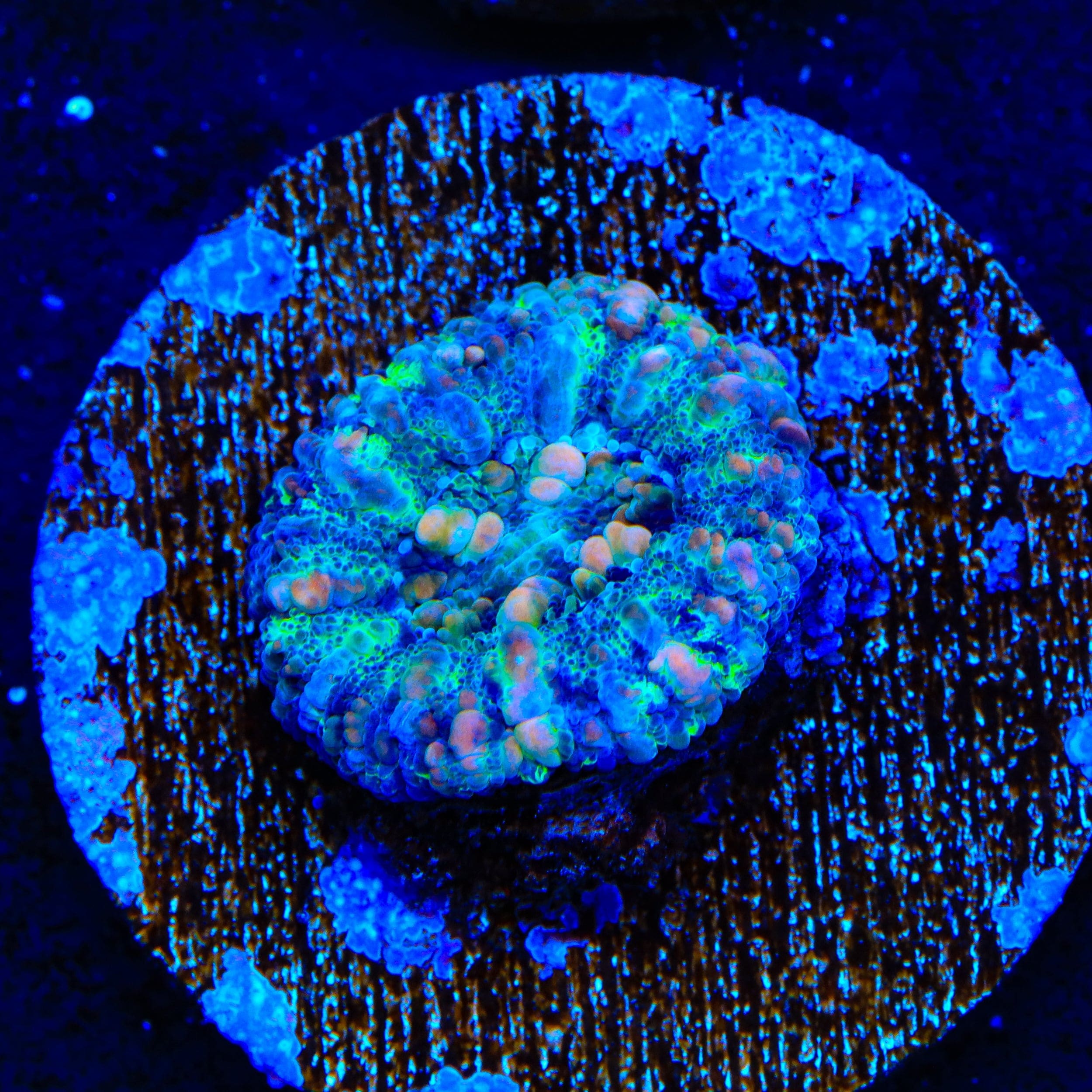 Ultra Button Scolymia Coral