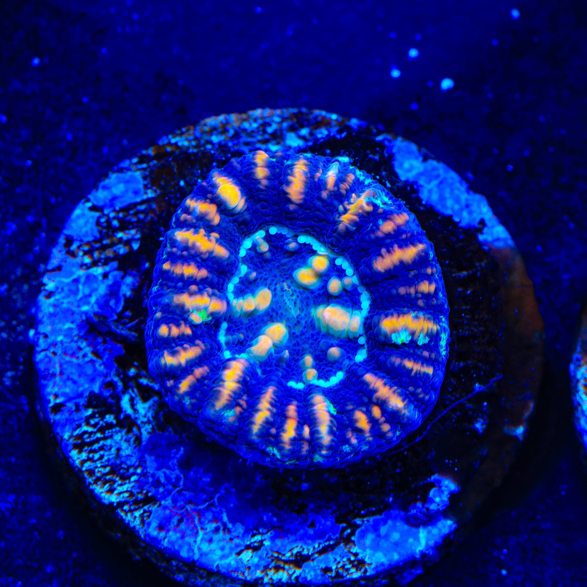 Live Corals for Sale – Page 42 – Top Shelf Aquatics