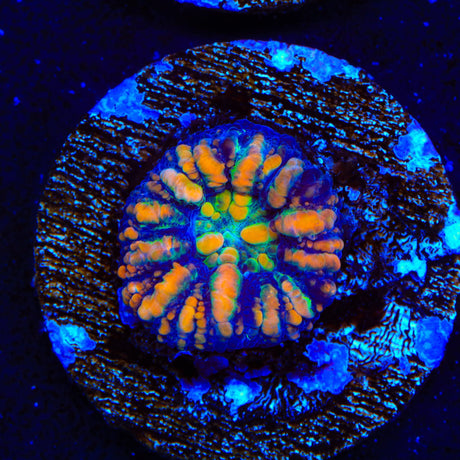 Ultra Button Scolymia Coral