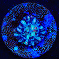 Ultra Button Scolymia Coral