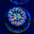 Ultra Button Scolymia Coral