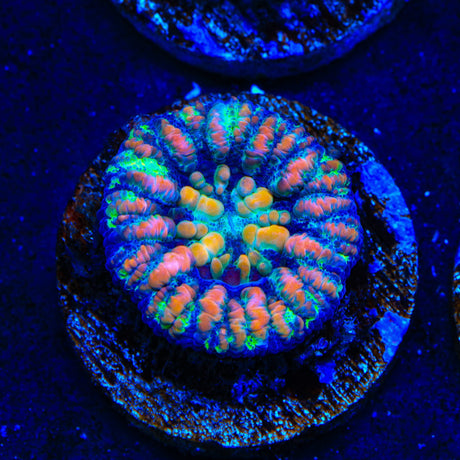 Ultra Button Scolymia Coral