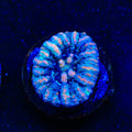 Ultra Button Scolymia Coral