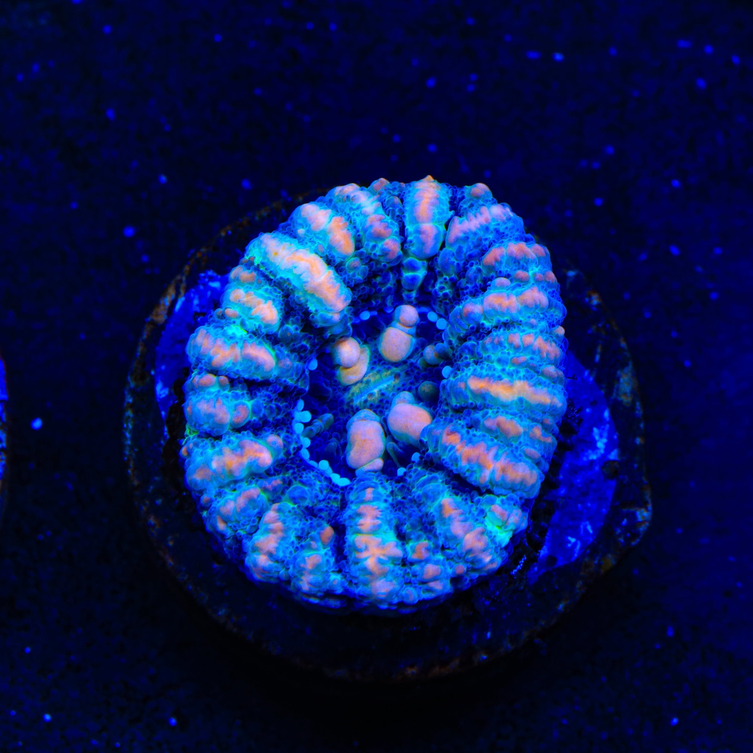 Ultra Button Scolymia Coral